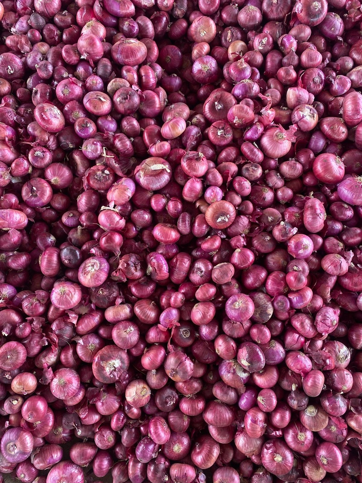 Fresh Red Onions