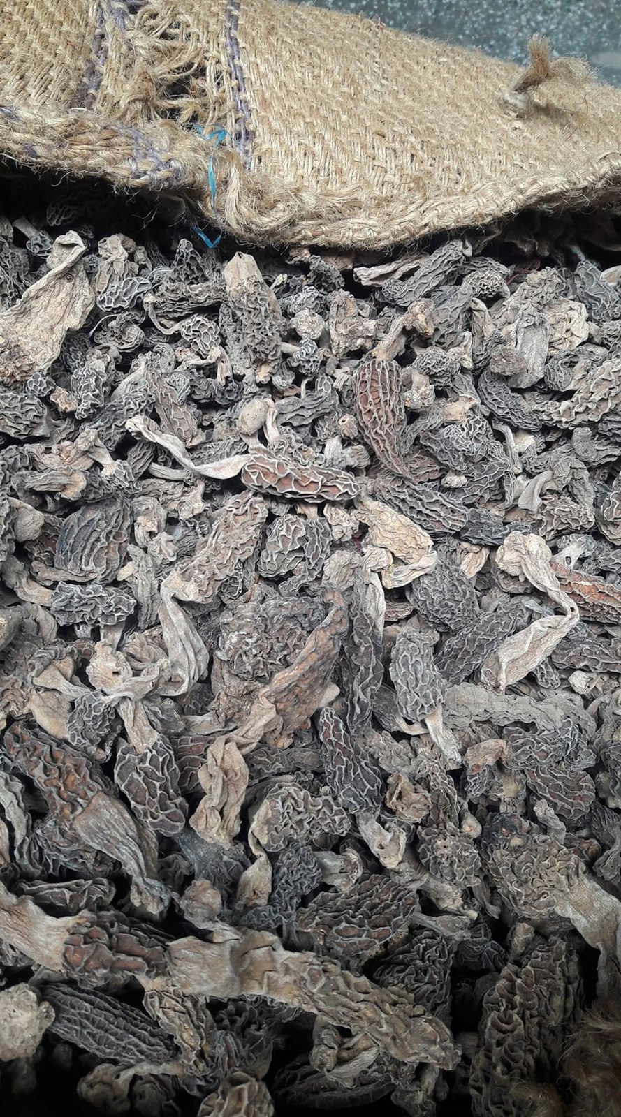 Morel Mushrooms dried 5