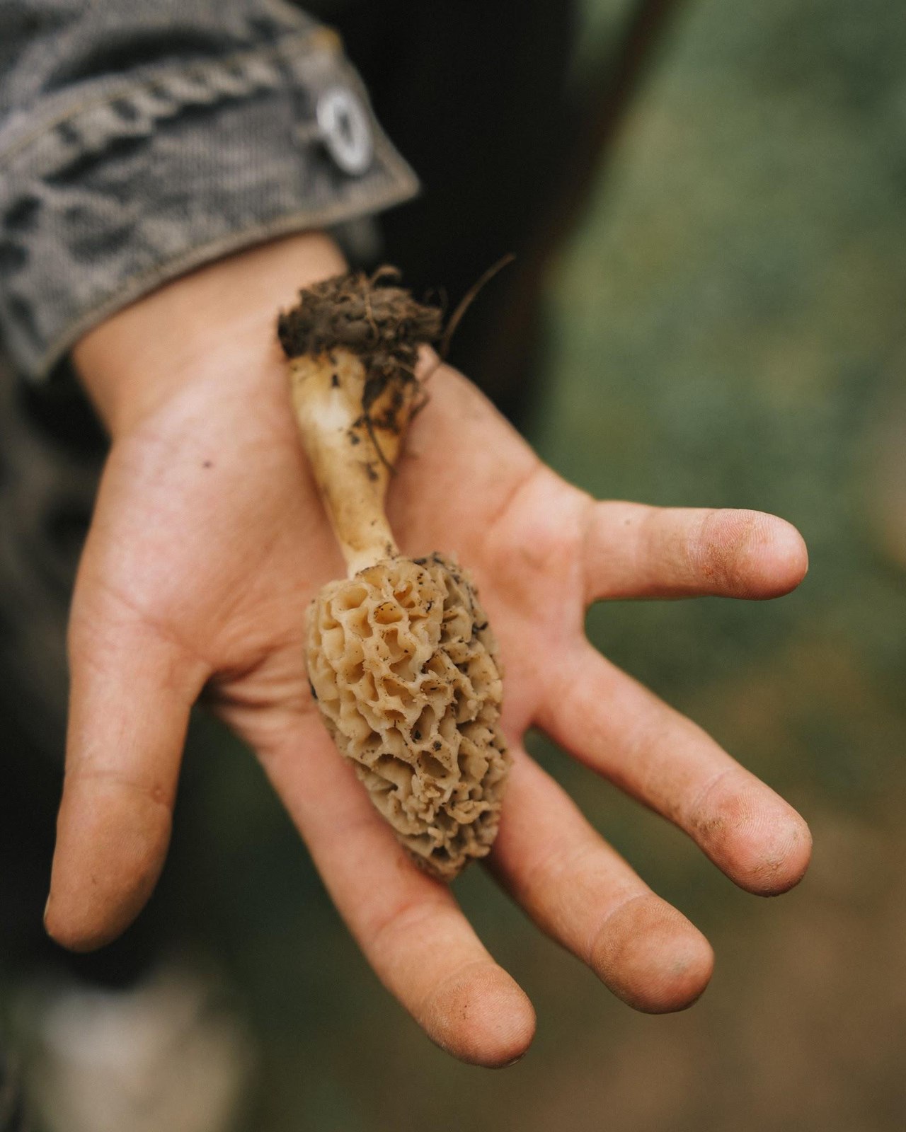 Morel mushrooms fresh