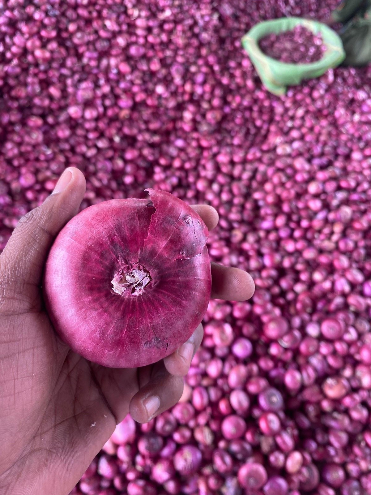 Red Onions 2jpg