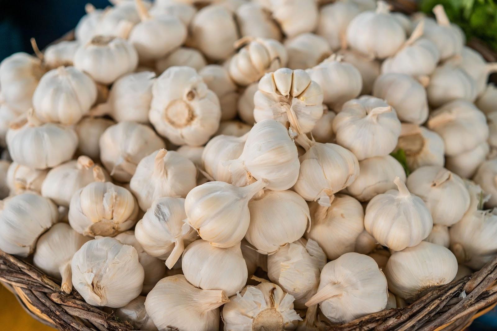 Garlic