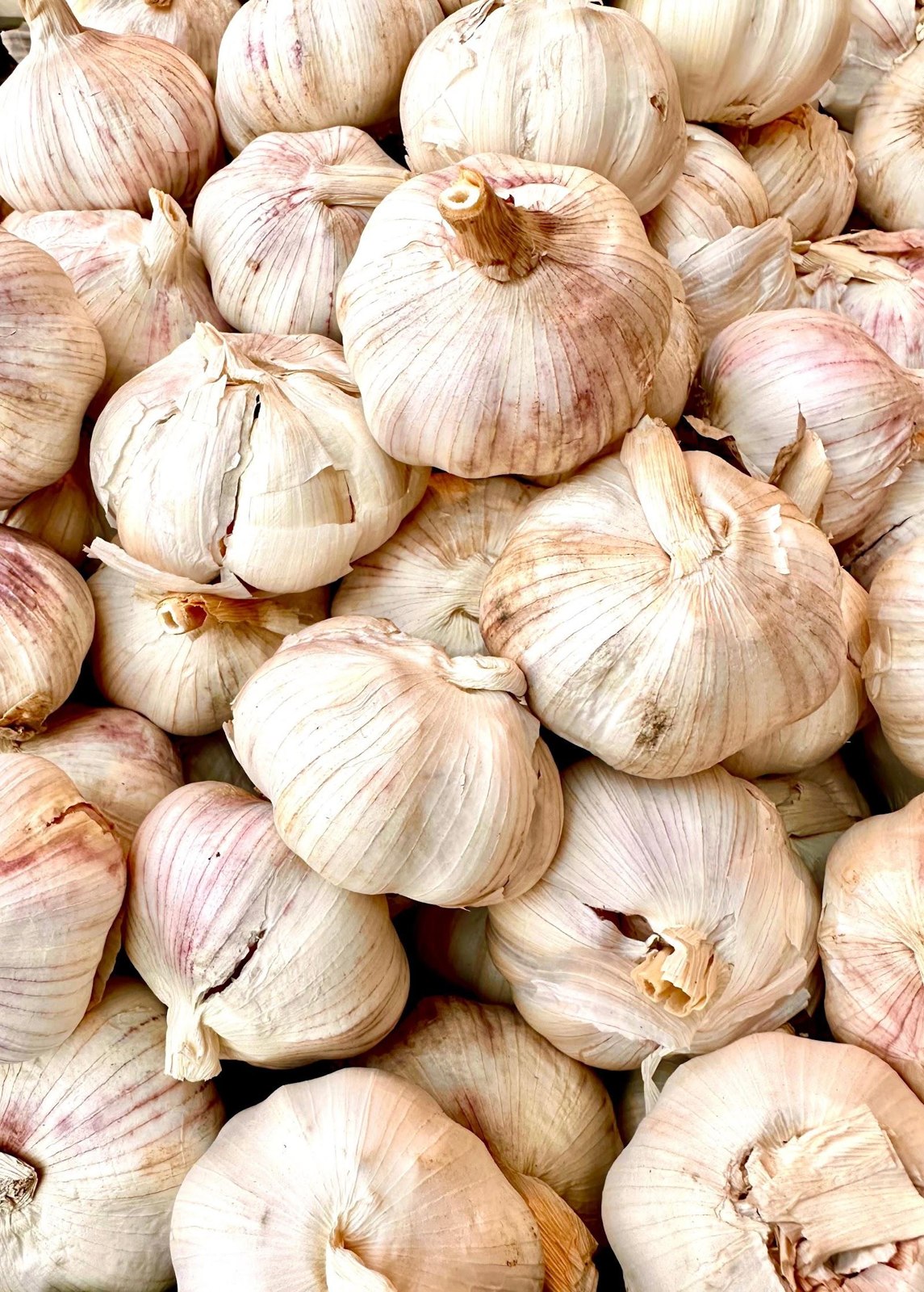 Garlic 2