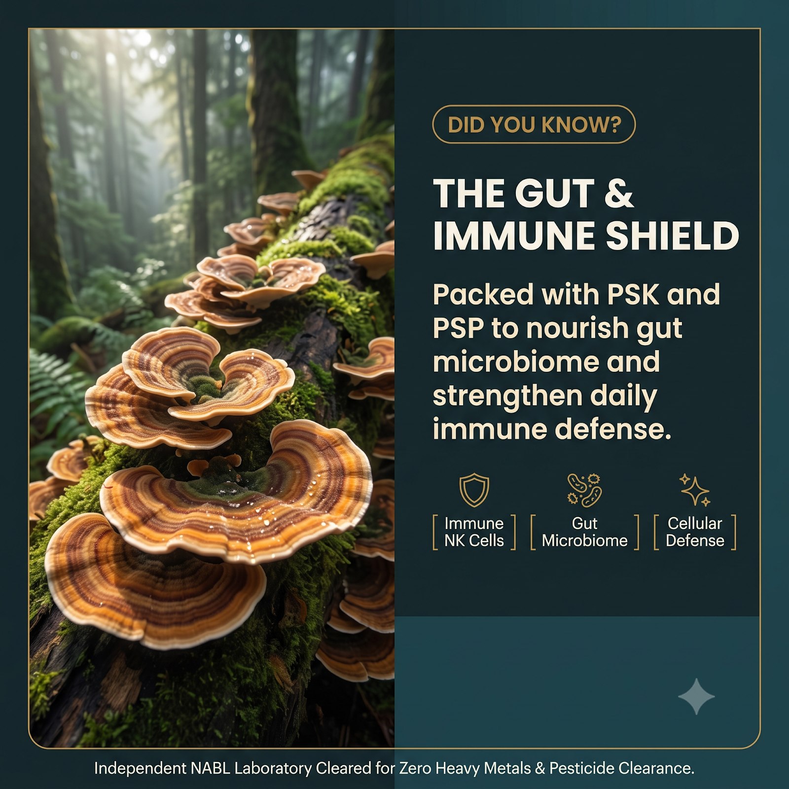 TurkeyTail Powder_3