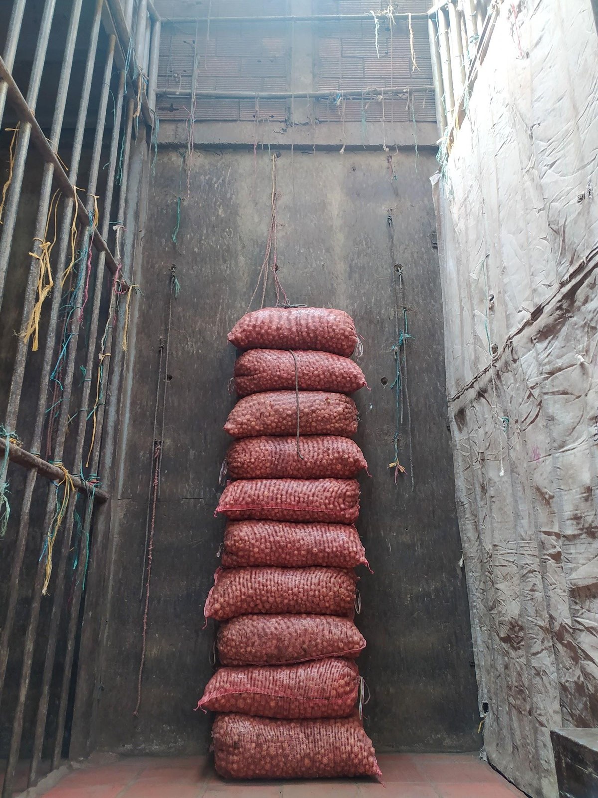 Fresh Onions packed in 50 kgs