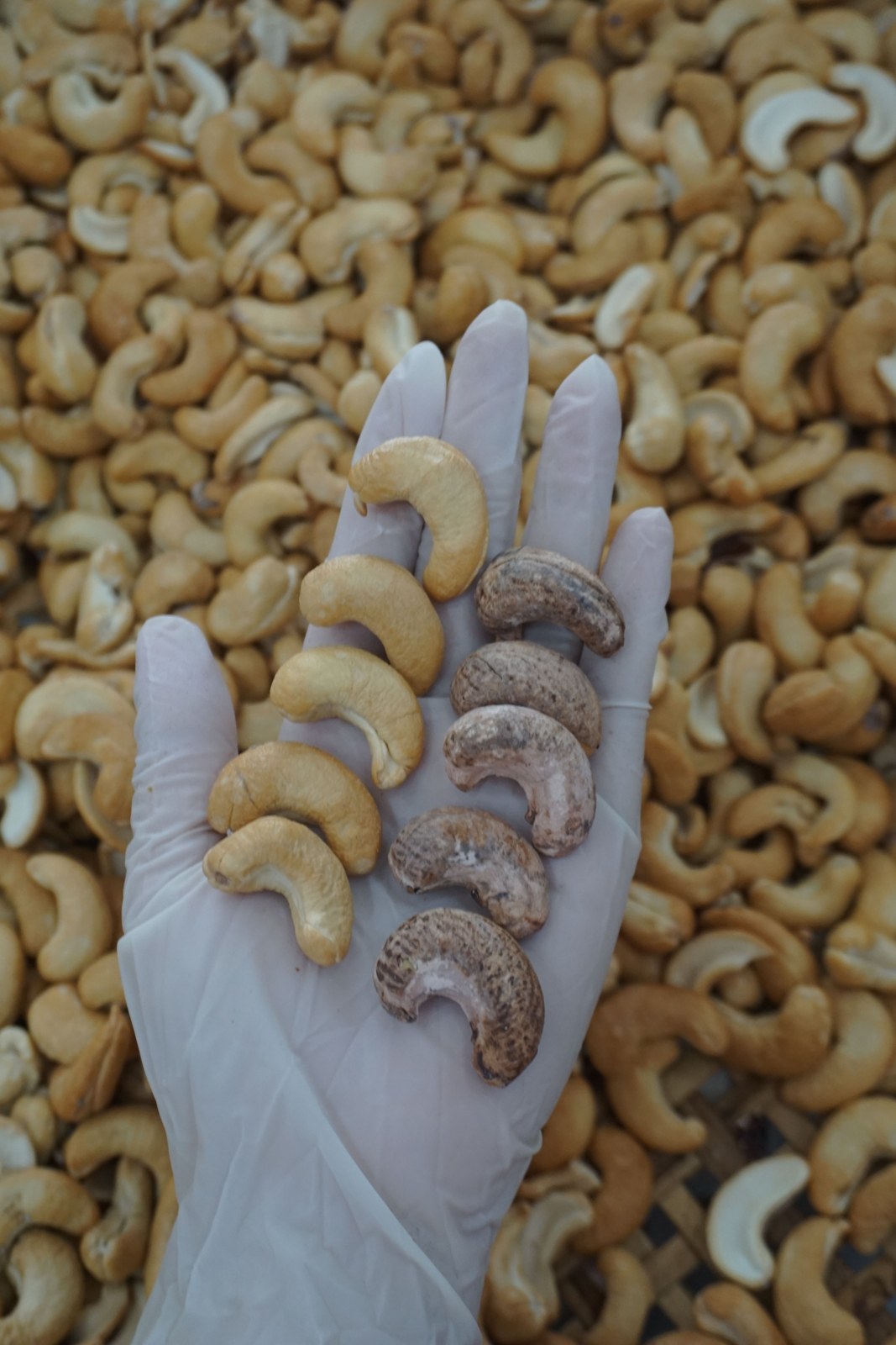 Cashewsbpeeled unpeeled