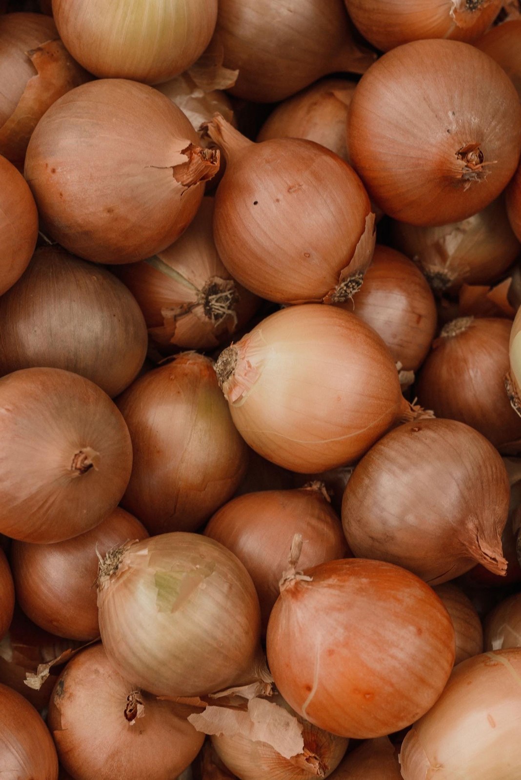 Yellow Onions 4
