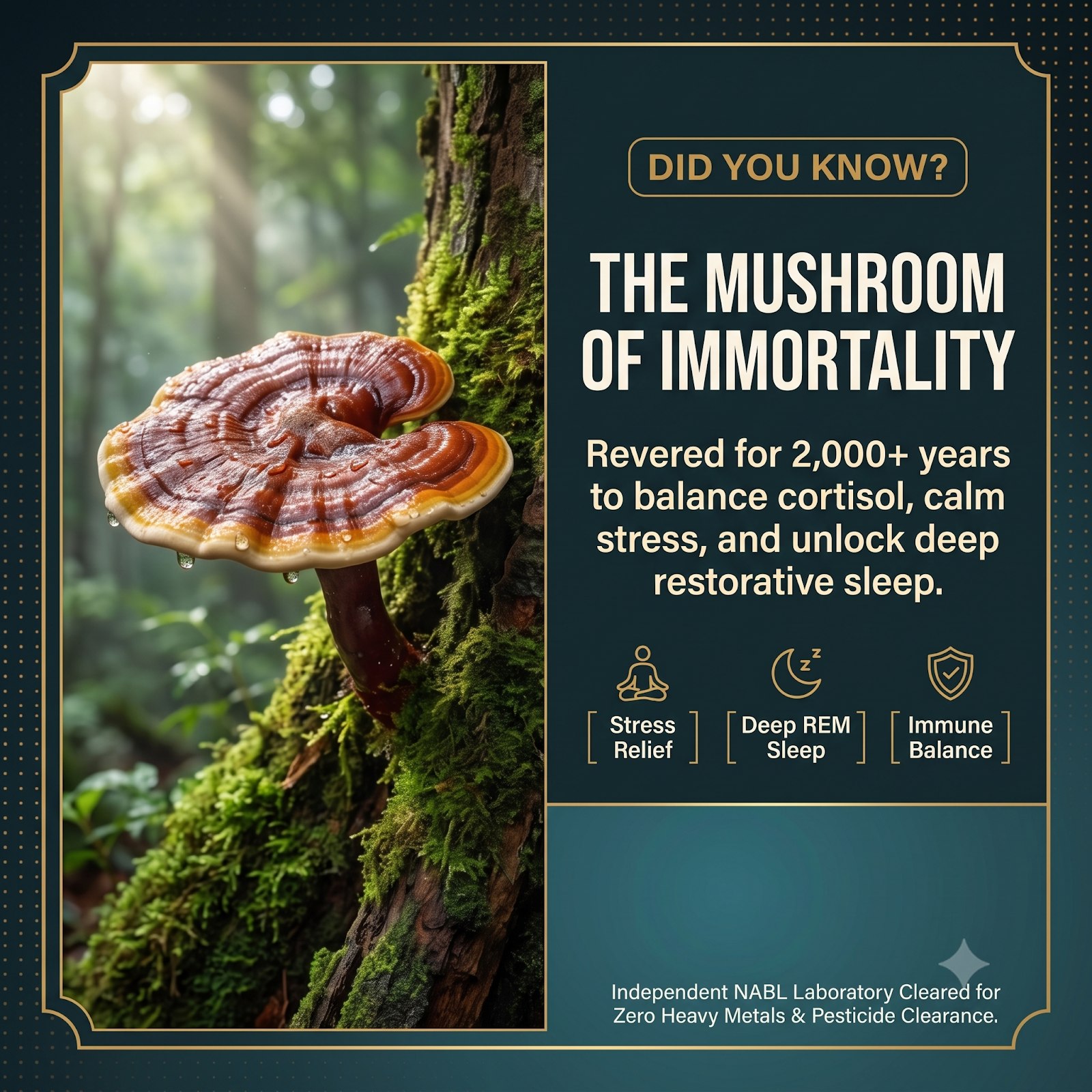Reishi Drops_2