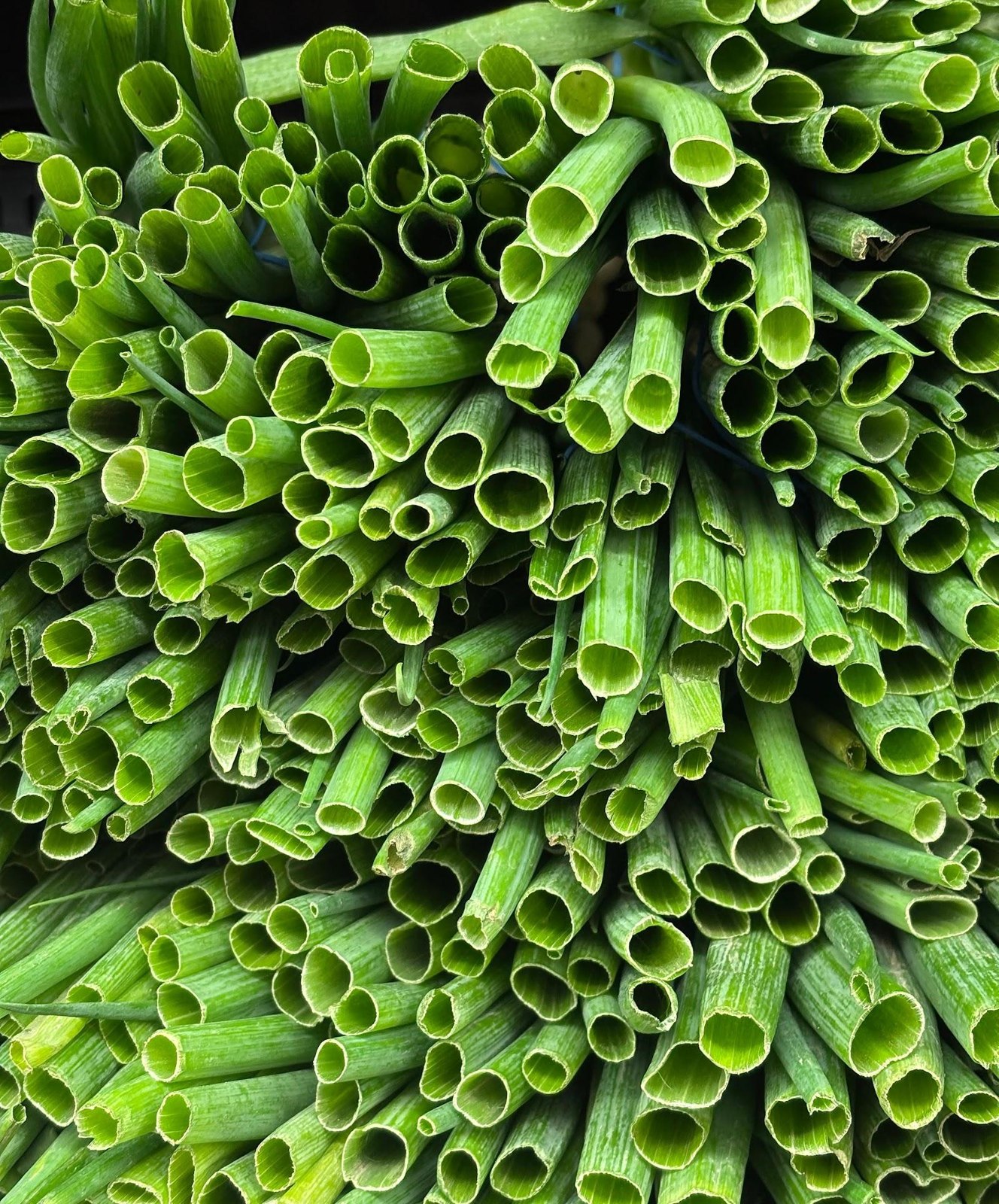 Scallions 3