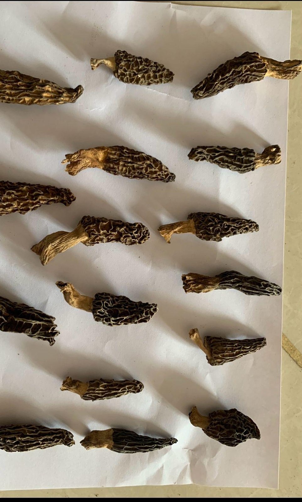 Morel Mushrooms Dried 2