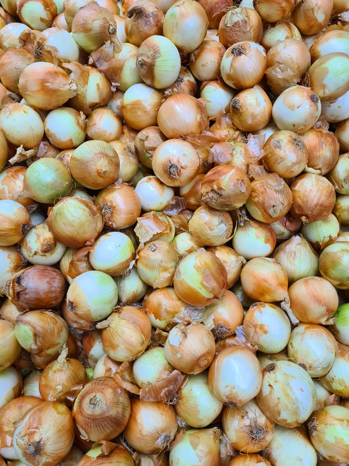Fresh yellow onions
