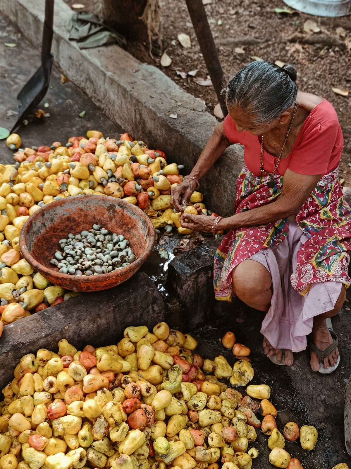 Cashew Plant