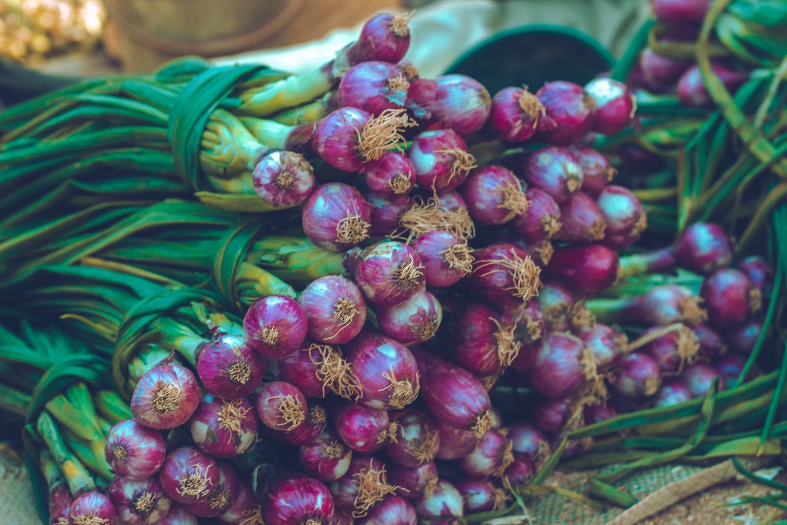Scallions graded for export