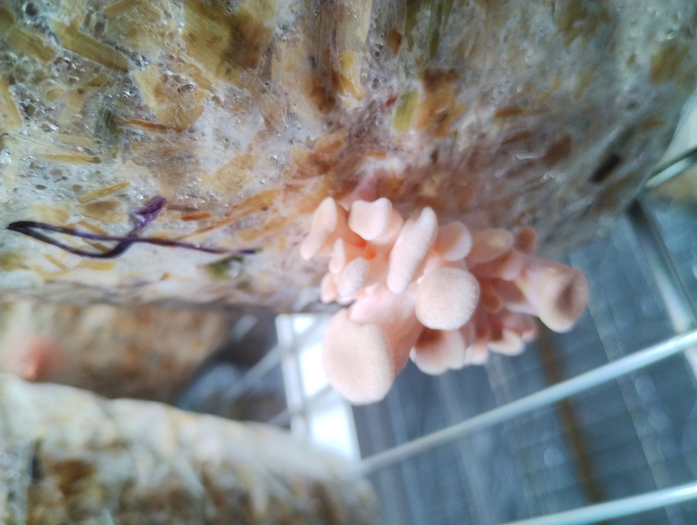 Oyster mushrooms beginning to bloom